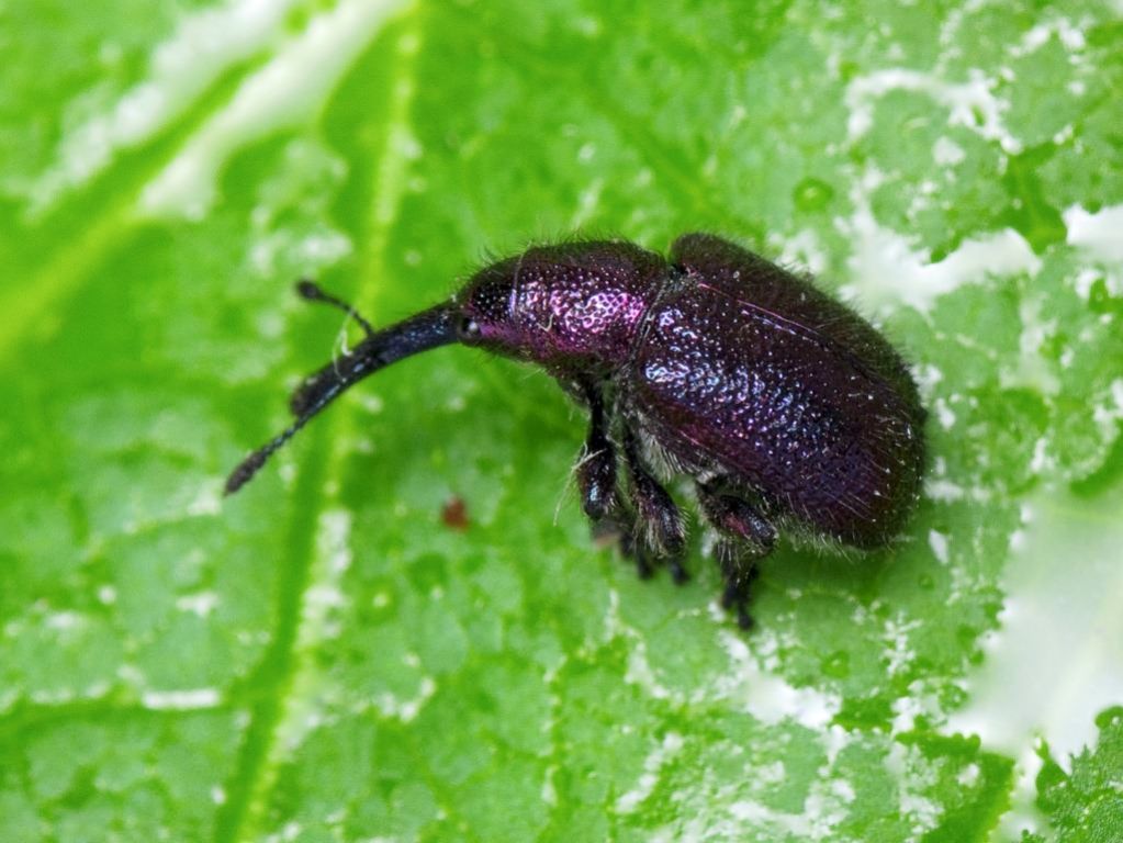 Rhynchites (Rhynchites) bacchus (Linnaeus, 1758)